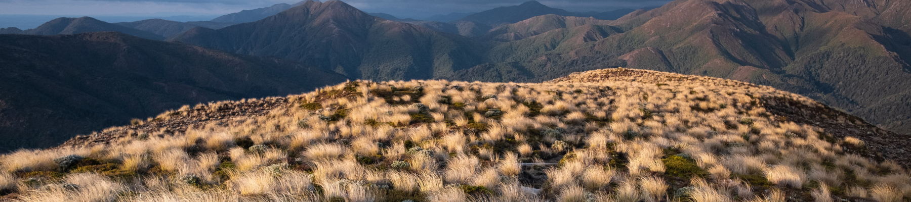 Kaimanawa Remote Experience Zone Aerial Deer Management