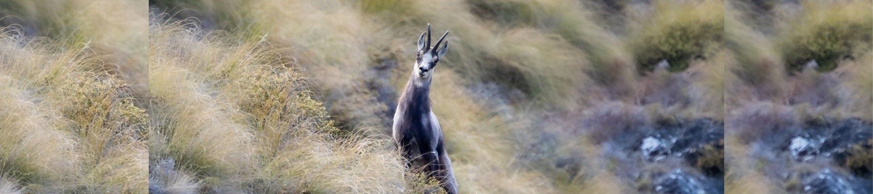 Our Sweet Wilderness