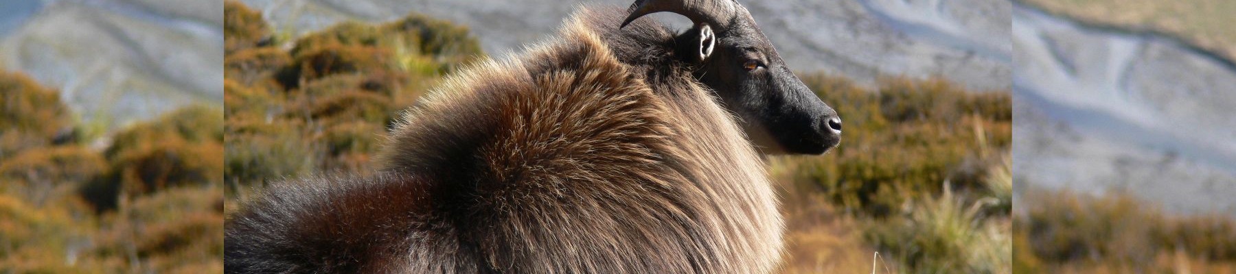 Tahr A Complex Issue